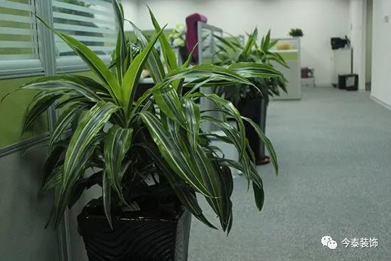 羨慕“別人家的”公司？這種逼格你的公司也有(圖2)